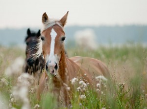 Sarah Kopmann Tierheilpraxis Hude Oldenburg Pferde Hunde Katzen